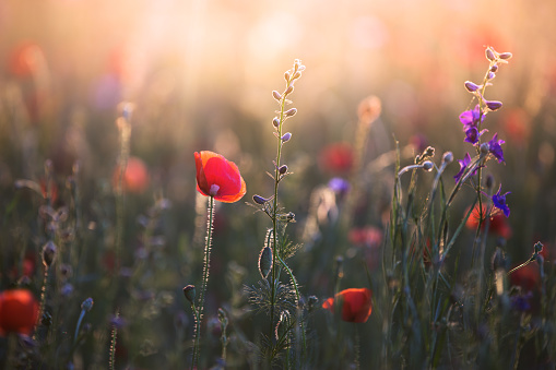 A field of wildflowers at golden hour.