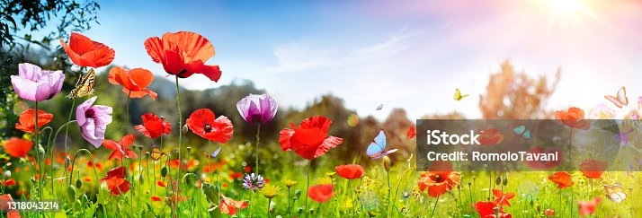 istock Poppies Field With Butterflies - Sunny Background 1318043214