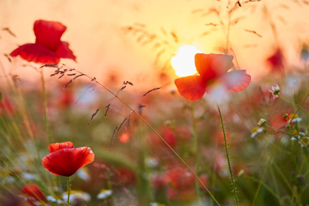 poppies in a field during sunset - bloemen stockfoto's en -beelden