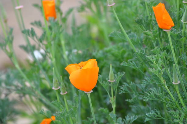 Poppies in Early Spring Palos Verdes Area steven harrie stock pictures, royalty-free photos & images
