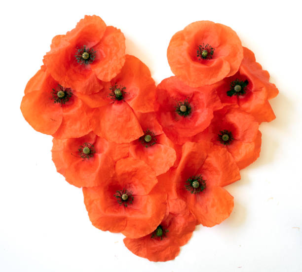 Poppies in the Shape of a Heart stock photo