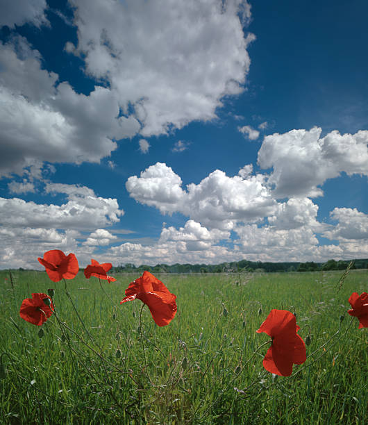 Poppies on the meadow. stock photo