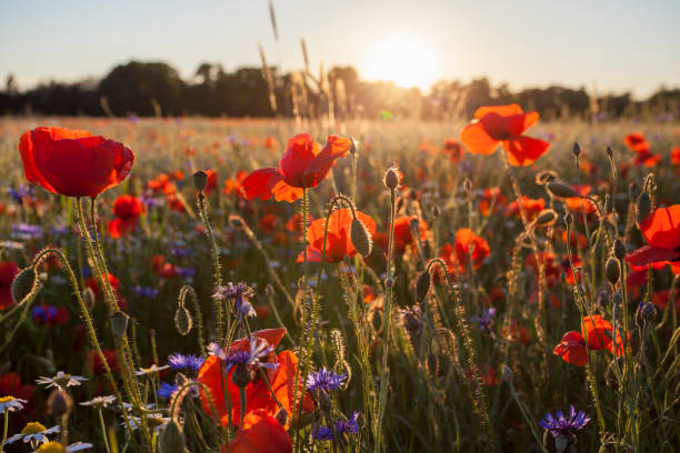 Poppies Wildflowers field  on bright shine sunset light stock photo