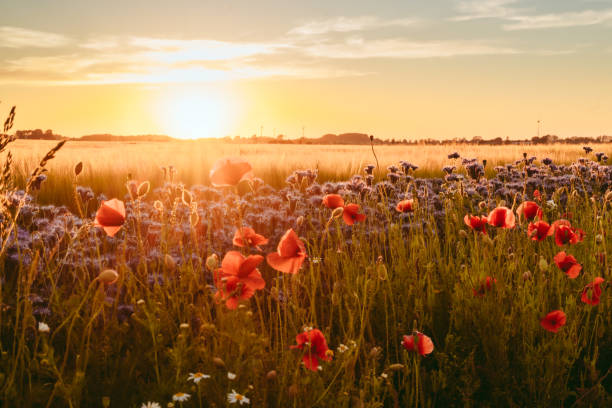 vallmo- och jordbruksfält i solnedgången i vackra österlenblommor i blom - österlen bildbanksfoton och bilder