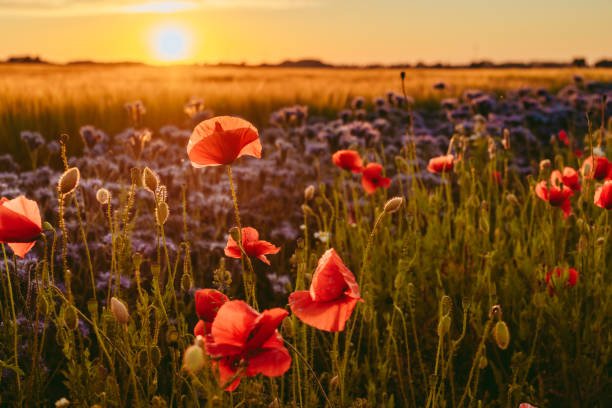 vallmo- och jordbruksfält i solnedgången i vackra österlenblommor i blom - österlen bildbanksfoton och bilder