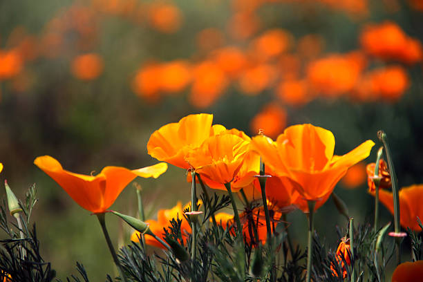 Poppy California Orange Flower stock photo