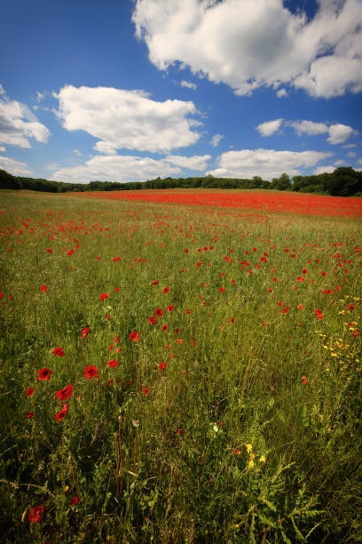 Poppy Field in The Garden of England Kent UK stock photo