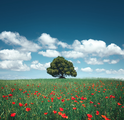Beautiful lone tree in the middle of poppy field on a sunny summer day.