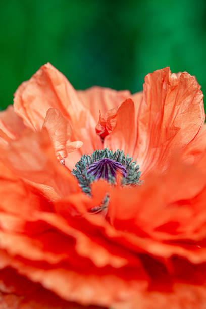 Poppy flower close-up stock photo