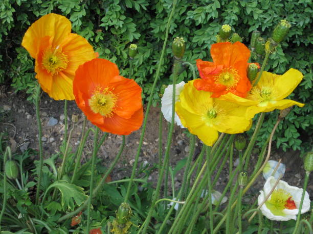 Poppy flowers stock photo
