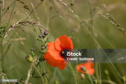 istock Poppy Growing in Nature 1398833032