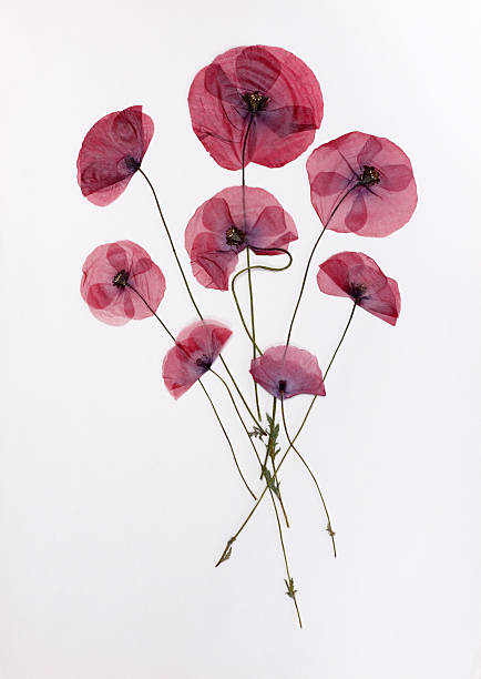 Poppys Bouquet - Dried Plant dried plant photos stock pictures, royalty-free photos & images