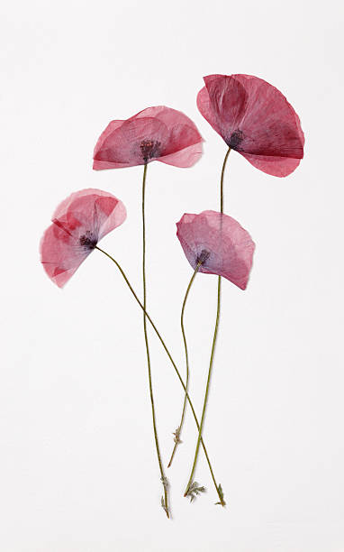 Poppys Poppys -Dry dried plant photos stock pictures, royalty-free photos & images