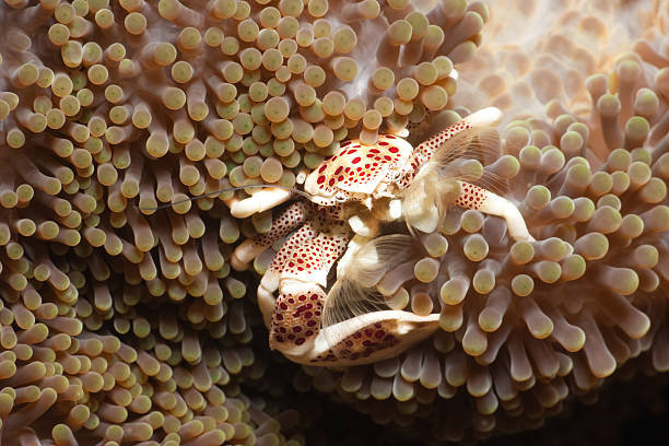 granchio porcellana in anemone di mertens protettivo tappeto seaanemone, di bunaken - mertens foto e immagini stock
