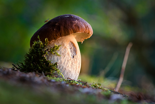 Porcini mushroom in evening light with a fly on the hat, wide angle closeup