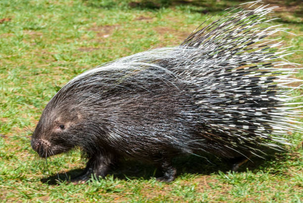 Porcupine Walking Across the Grass The North American Porcupine (Erethizon dorsatum) is the second largest rodent in North America, after the North American Beaver (Castor canadensis).  The porcupine is distinguished by its coat of about 30,000 quills that covers all of its body except underbelly, face and feet.  The quills are sharp, barbed and hollow hairs that are used primarily for defense and insulation.  When used for defense, the quills can lodge in the flesh of a victim and are difficult and painful to remove.  The porcupine’s summer diet includes twigs, roots, stems, berries, and other vegetation. In the winter, they mainly eat conifer needles and tree bark.  Porcupines are a slow-moving creature with poor distance vision.  They are nocturnal, spending their days resting in trees.  The porcupine does not hibernate in winter, preferring to stay close and sleep in their dens.  This porcupine was photographed in the woods near Williams, Arizona, USA. jeff goulden southwest usa stock pictures, royalty-free photos & images