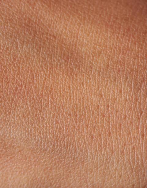 Pores on human skin Pores and lines on human dark brown girl skin closeup human skin close up stock pictures, royalty-free photos & images