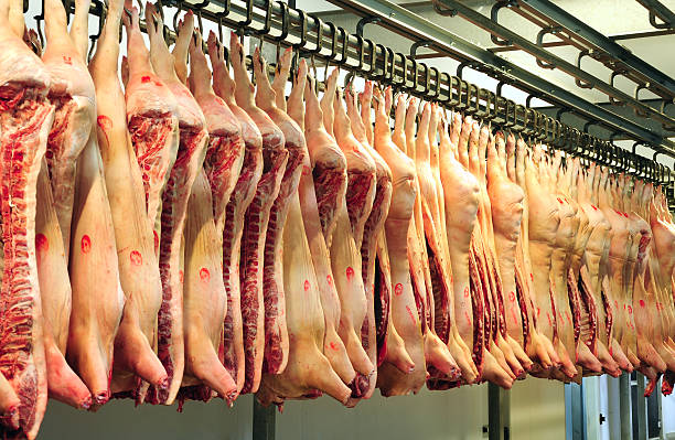 pork carcasses row of pork carcasses at meat factory dead animal stock pictures, royalty-free photos & images