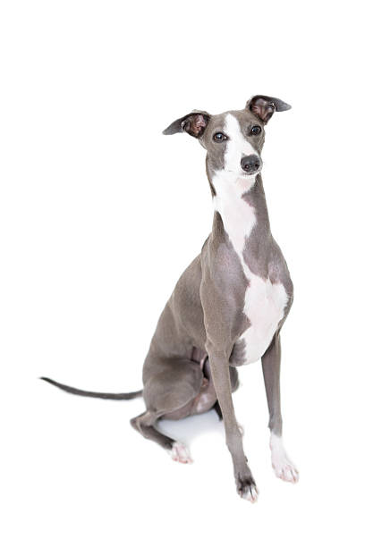 Porrait of a greyhound stock photo