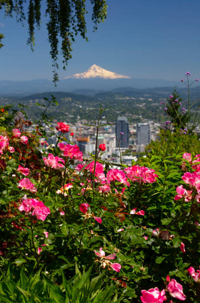 Portland City of Roses. stock photo