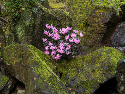 Japanese Garden Portland Oregon Grunes Moos Felsbrocken Rosa