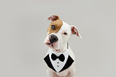 istock Portrait amerrican stafforshire wearing a tuxedo tilting head side and celebrating valentine's day or birthday. Isolated on gray background 1337833853