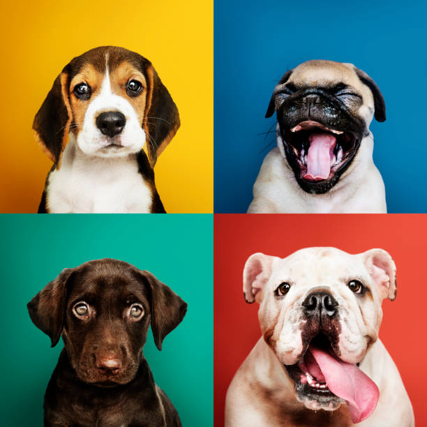 portrait collection of adorable puppies - friends color background imagens e fotografias de stock