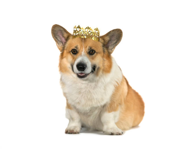 portrait cute corgi dog sitting on white isolated background in a golden crown stock photo