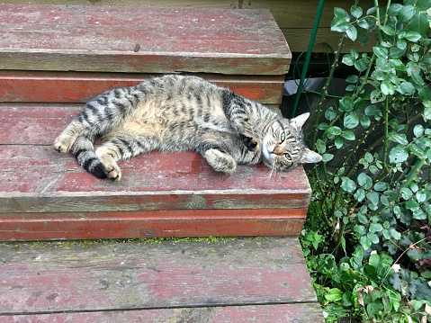 Portrait cute tabby cat, outdoors