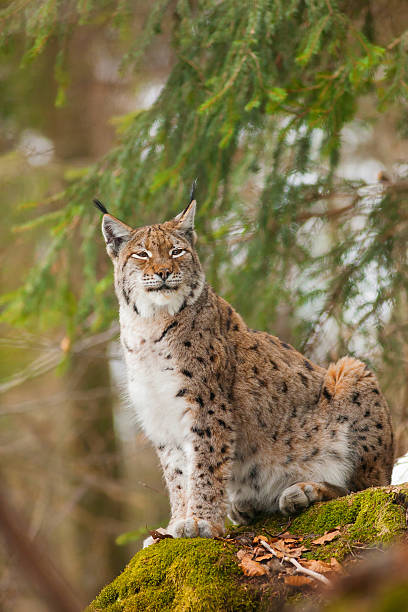 portrait lynx - europeiskt lodjur bildbanksfoton och bilder