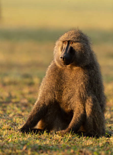 portrait of a baboon in a soft evening light seen at masai mara, kenya, africa - grouse flying imagens e fotografias de stock
