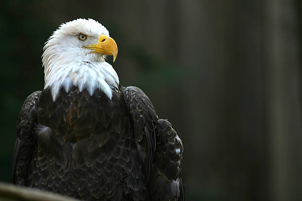 Portrait of a bald eagle outdoors stock photo