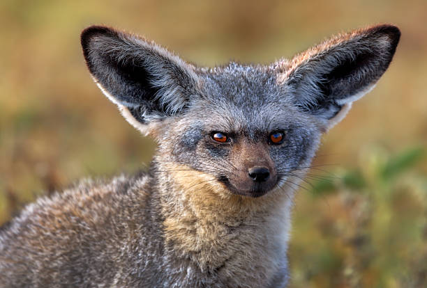 Portrait of a Bat-eared Fox stock photo