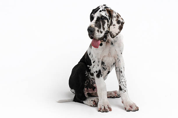 Portrait of a beautiful dog on a white background Portrait of a beautiful dog on a white harlequin stock pictures, royalty-free photos & images