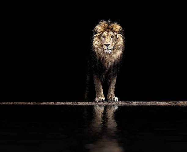 portrait of a beautiful lion, lion at waterhole - lion imagens e fotografias de stock