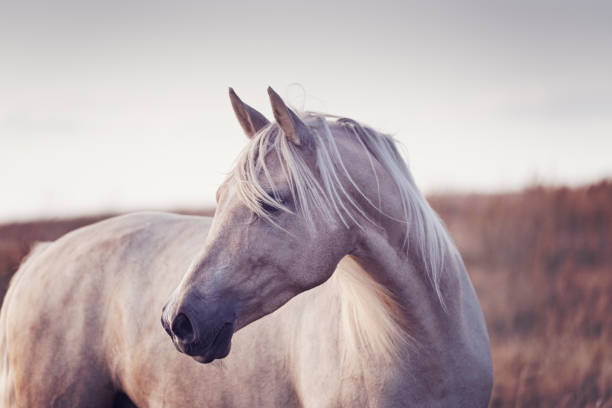 Photo of Portrait of a beautiful Palomino horse.
