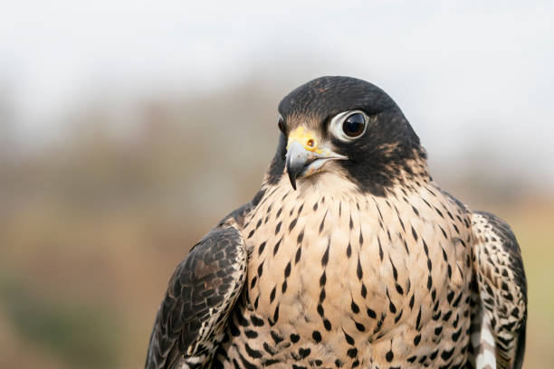 Portrait of a beautiful Peregrine Falcon (Falco peregrinus) stock photo