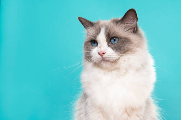 Portrait of a beautiful ragdoll cat with blue eyes looking away on a blue background with space for copy stock photo