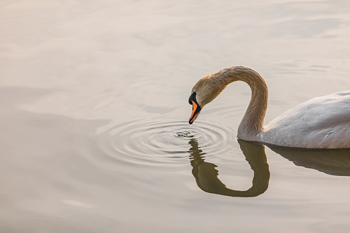 White swan on the water surface. beautiful bird swims on the river. swan in the lake. close-up, wet bird.
