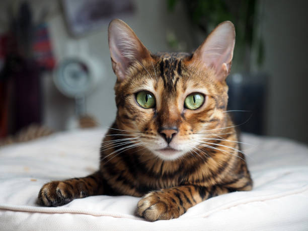 портрет бенгальской кошки, которая лежит на подушке - bengals стоковые фото и изображения