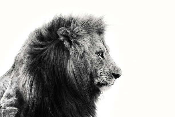 Portrait of a big Lion in Masai Mara, Kenya stock photo