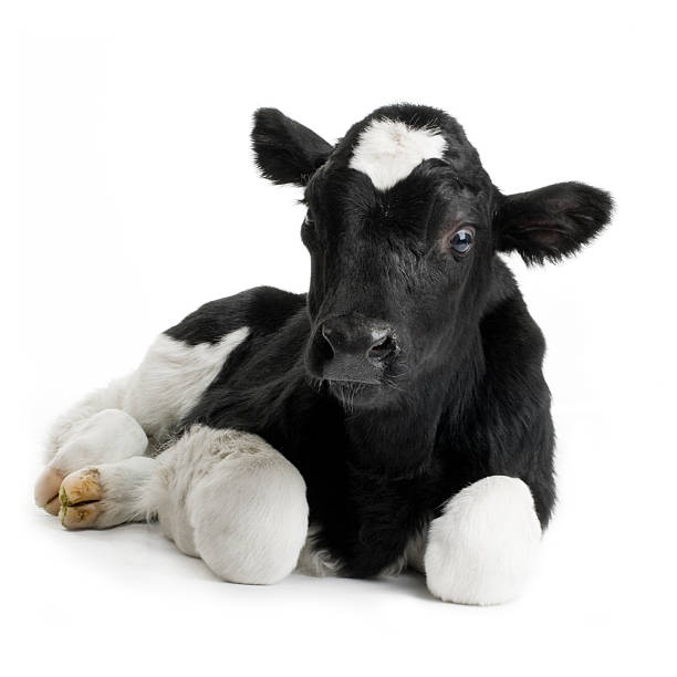 Portrait of a black and white calf calf in front of a white background. calf stock pictures, royalty-free photos & images