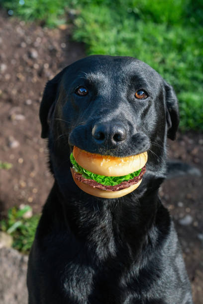 Portrait of a black dog with sandwich in mouth stock photo