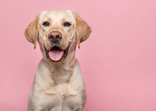 Portrait of a blond labrador retriever dog looking at the camera with mouth open seen from the front on a pink background stock photo