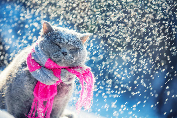 porträtt av en blå brittisk korthår katt, klädd i en stickad halsduk. katt sitter utomhus i snön på vintern under snöfall - cat snow bildbanksfoton och bilder