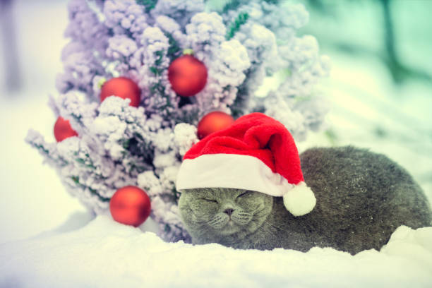 Image result for cat as sad santa