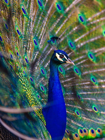 portrait of a blue peacock with a spread tail