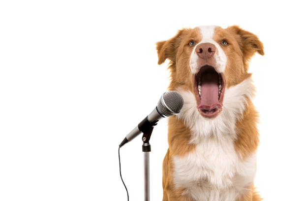 Portrait of a border collie dog singing in front a microphone stock photo