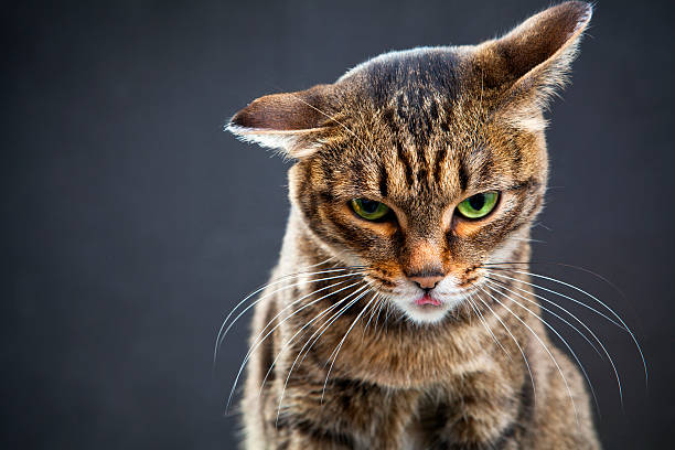 Portrait of a brown cat against a gray background stock photo