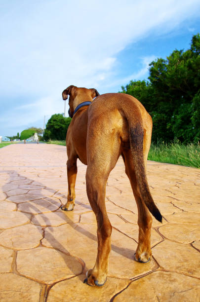 Portrait of a brown dog from behind stock photo